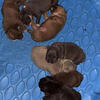 Abr Register American bullies