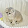 NEW Elite Scottish fold kitten from Europe with excellent pedigree, female. Raya