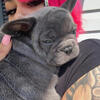 French Bulldog puppies