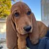 AKC BASSET HOUND PUPPY MALE