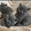 British shorthair kittens