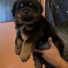 AKC Rottweiler German male