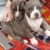 Blue bully puppies READY NOW!