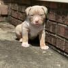 Male Tri American Bully puppy. ABKC Registered