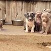 Xl American Bully puppies 