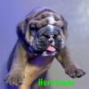 AKC English Bulldog Puppies Quality