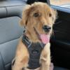 AKC 8 Month Old Male Golden Retriever