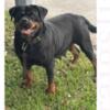 Female rottweiler 3 yrs old