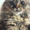 Kitten persian