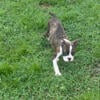 Boston TerrierPuppy for sale