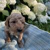 CKC Male Goldendoodle Mini/Medium