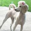 Standard Poodle