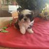 Shihtzu Puppies looking for forever homes