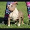 Xl American bully male 4 months old