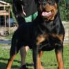 Breeding quality Serbian rottweilers