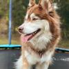 Adult husky male
