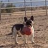 AKC Male French Bulldog Pup