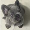 Fluffy French Bulldog Lilac and Tan