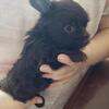 Dark chocolate Male yorkie 