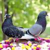 Roller Pigeons Available
