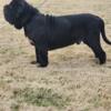 Neapolitan-mastiff for stud