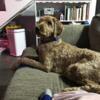 3 year old male Labradoodle