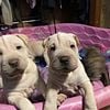 Shar Pei Puppies