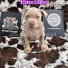 American Bully Females ABKC Registered