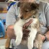 AKC Sheltie puppies 