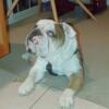 Rehoming 2-year-old Male English Bulldog $1000 NEEDS to be rehomed before Dec 4!