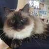 Birman cat