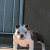 American bully’ puppies 