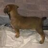 Cane Corso Catahoula Puppies!!
