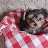 Tiny shorkie boy ckc 
