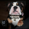 Akc English bulldog stud dog