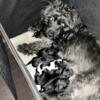 Shihpoo puppies for sale $850