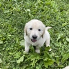 AKC Golden Retriever Puppy