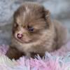 Pomeranian puppies Los Angeles