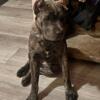 FEMALE 7mo purebred Cane Corso