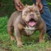 Pocket American Bully Puppies