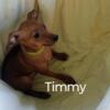 Meet Timmy the little red Min Pin