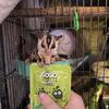 Gray male sugar glider looking for a new home!!