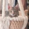 Gorgeous sbt Male Savannah Kitten