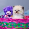 4 Seal mitted Purebred Ragdolls kittens imported bloodlines Big soft cuddly blue-eyed cats