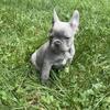 AKC Gorgeous Gray French bulldog