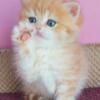 NEW Elite British kitten from Europe with excellent pedigree, female. Jolli