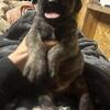 English Mastiff puppies