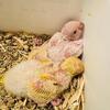 Quaker babies available