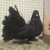 Indian fantails 200$