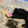 Labradoodle